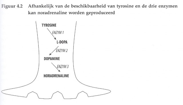 neuronen4.jpg