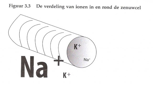 neuronen2.jpg