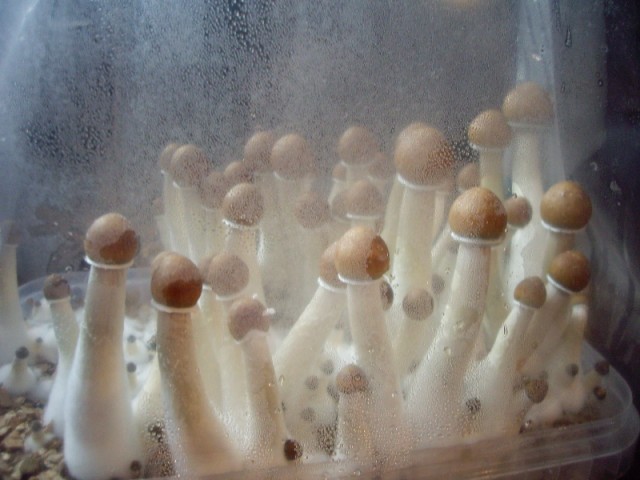 Paddokweek dag 11(1).JPG
