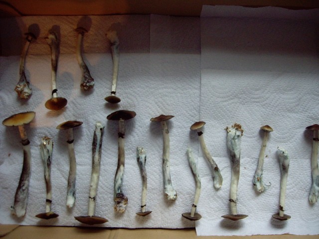 Paddokweek flush1(4).JPG