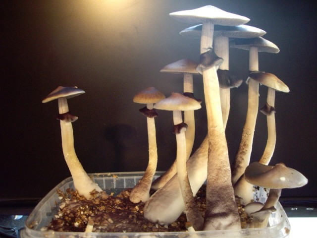 Paddokweek flush2(1).JPG