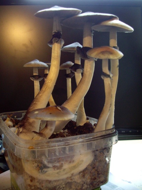 Paddokweek flush2(2).JPG