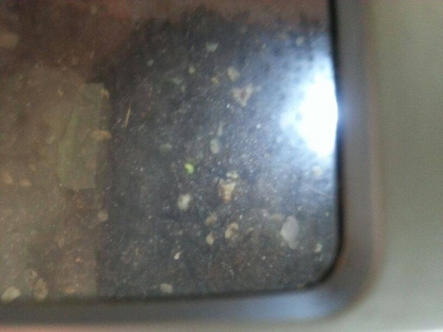 peyote 1.jpg