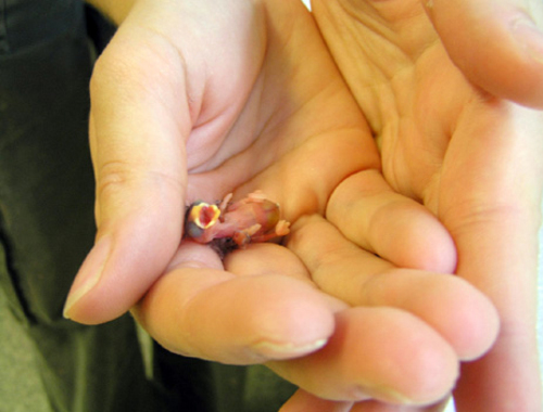 tiny_bird_01.jpg