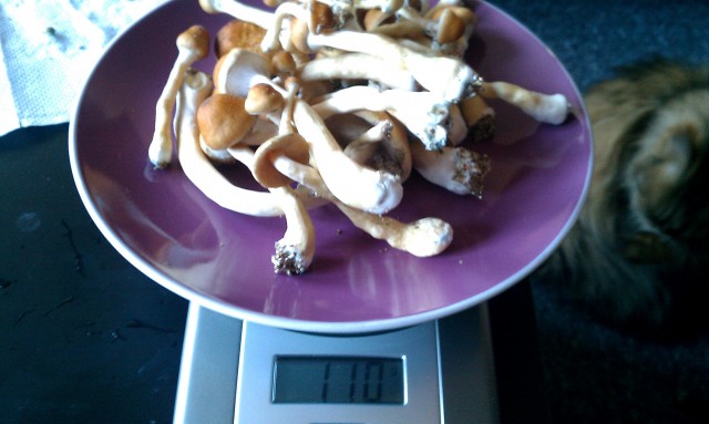 IMAG0501.jpg