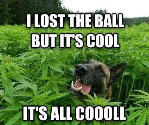 ball_dog_weed.jpg