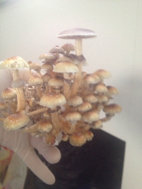 ImageUploadedByTapatalk1409580870.066476.jpg