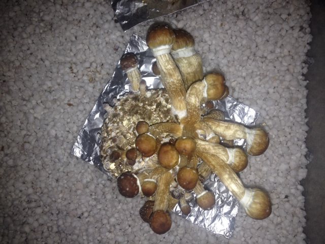 ImageUploadedByTapatalk1409771990.815473.jpg