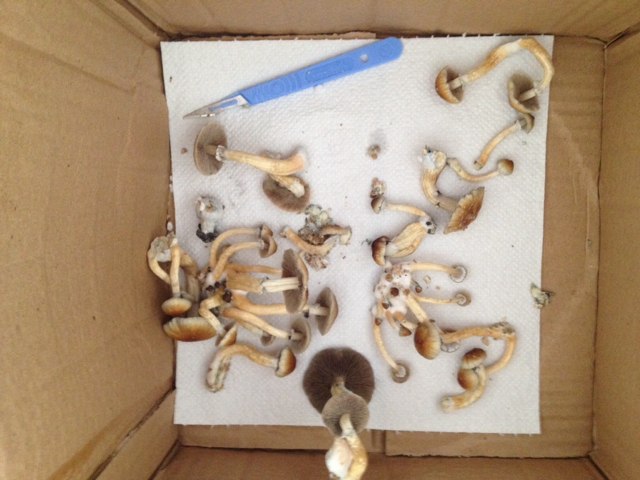 ImageUploadedByTapatalk1409772054.209935.jpg