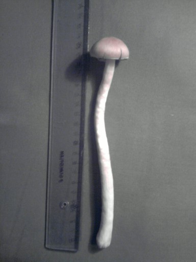 Paddo1.jpg
