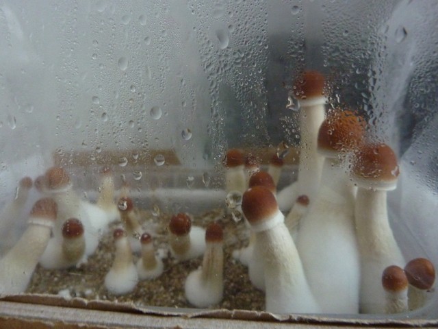 P1030730.jpg