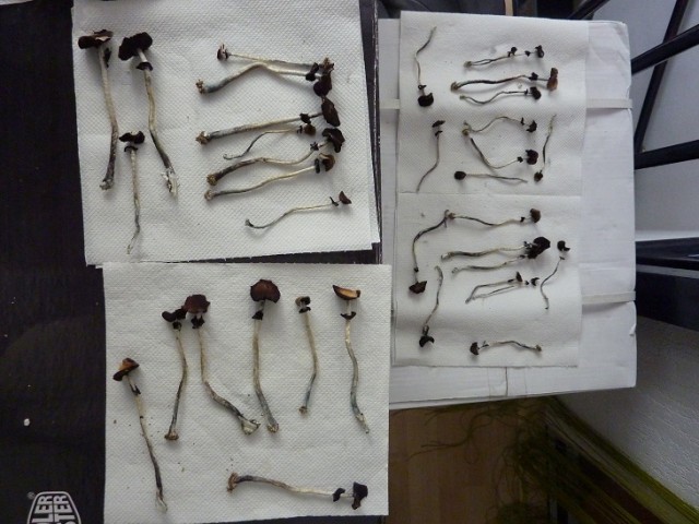 P1030770.jpg