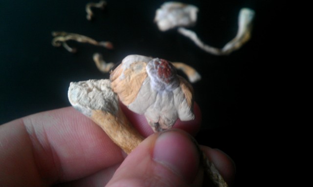 IMAG0592.jpg