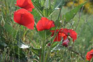 Escales_helpen_022__1464335347_71819.jpg