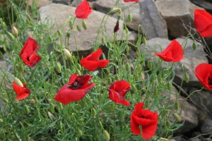 Escales_helpen_021__1464335457_77057.jpg
