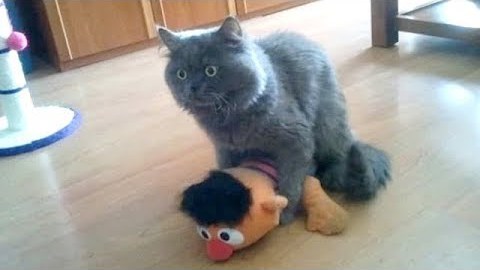 Warning-YOU-MAY-NEVER-STOP-LAUGHING-Super-FUNNY-ANIMAL-compilation.jpg
