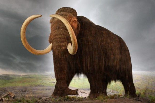 Wooly-Mammoth.jpg